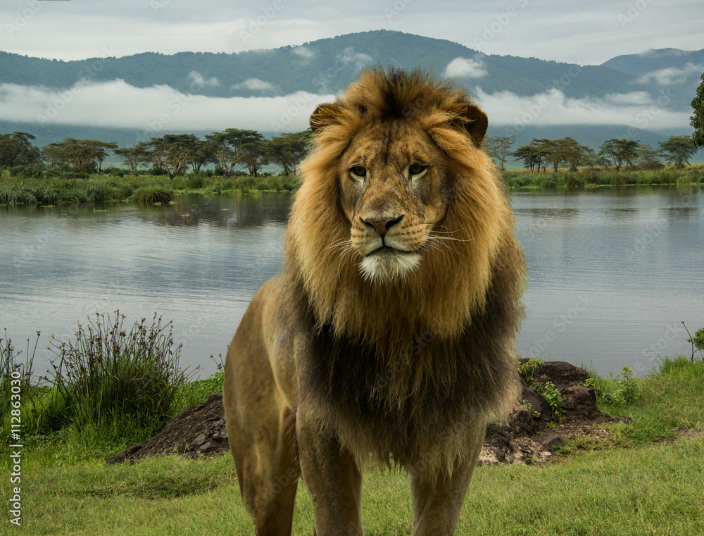 Obraz premium Large African male lion in the Serengeti, Africa