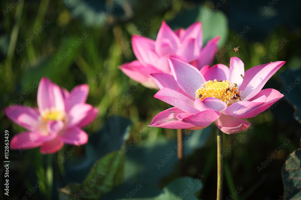 colorful majestic lotus flower