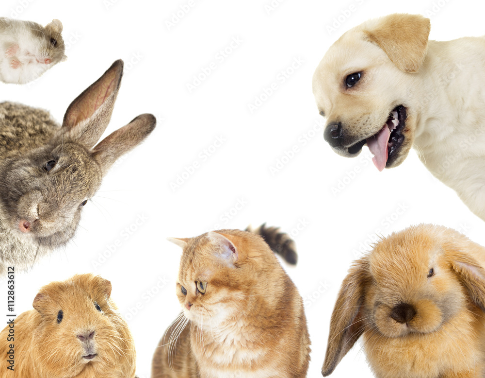 Fototapeta premium kitten and puppy and bunny