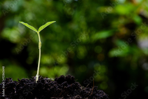 Young plant growing on soil