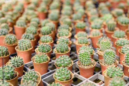 Little cactus in the garden