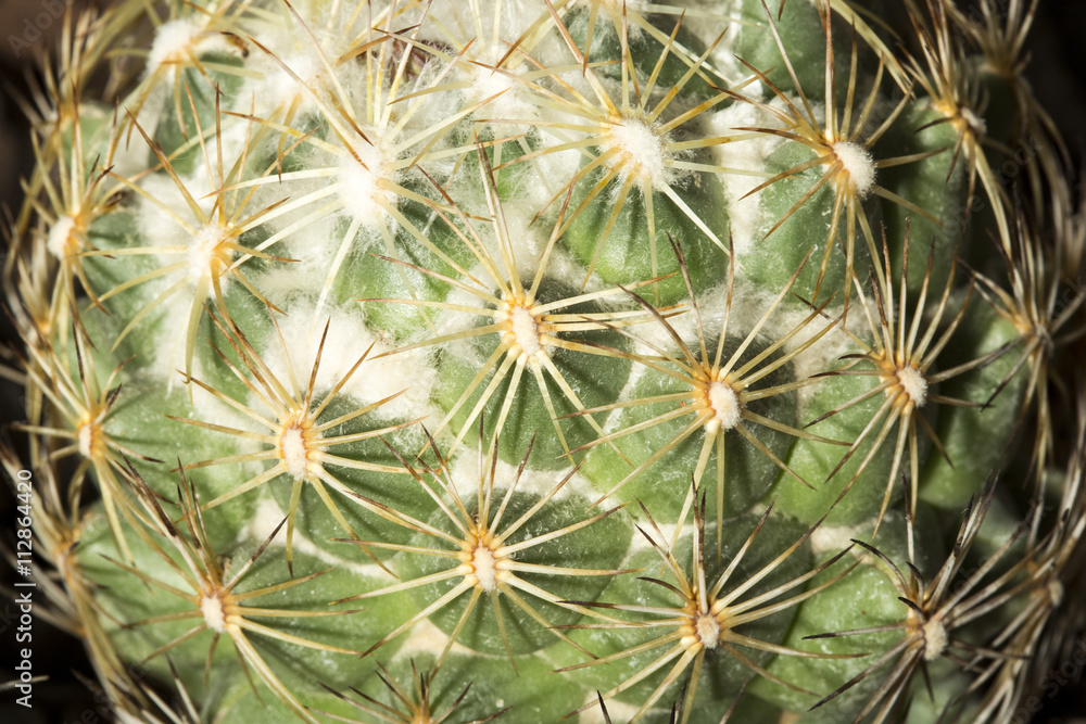 Macro of a beehive cactus Macro of a beehive cactus