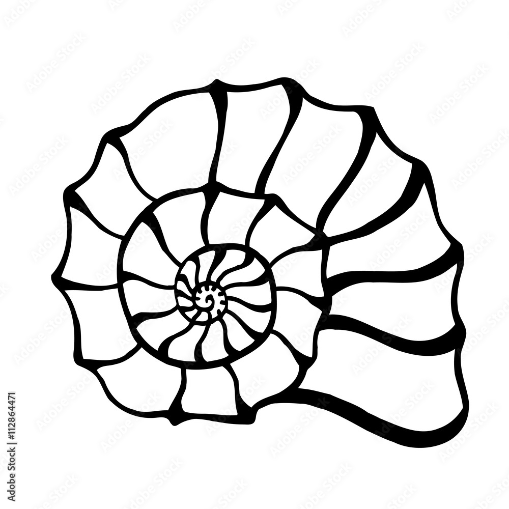 black sea cockleshell. black sea cockleshell.