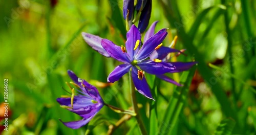 4K Medium Shot of Common Camas, Camassia Quamash on a Bright Spring Day