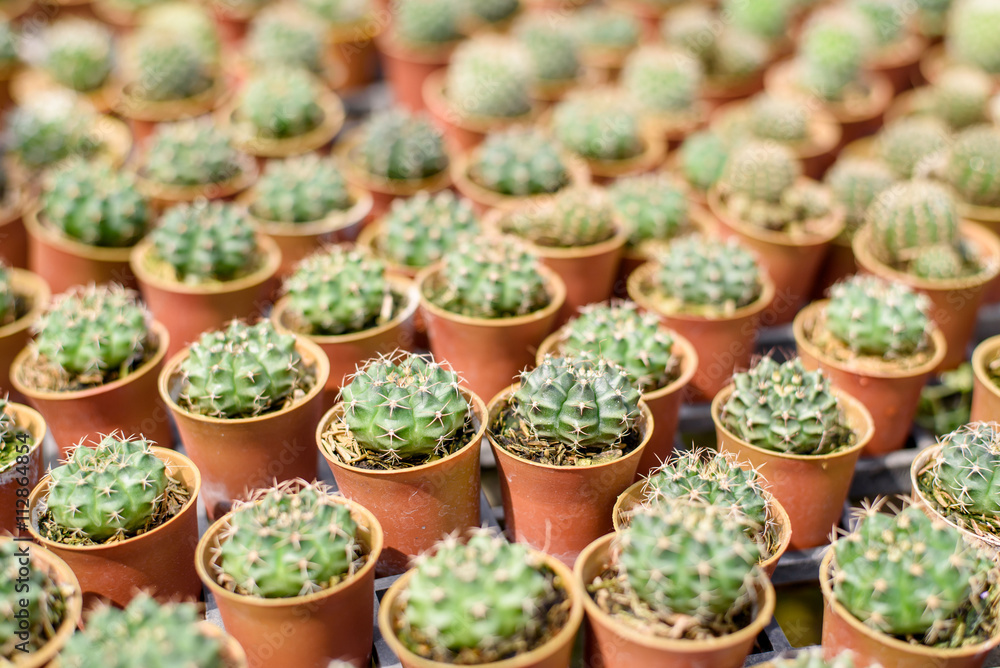 Fototapeta premium Little cactus in the garden