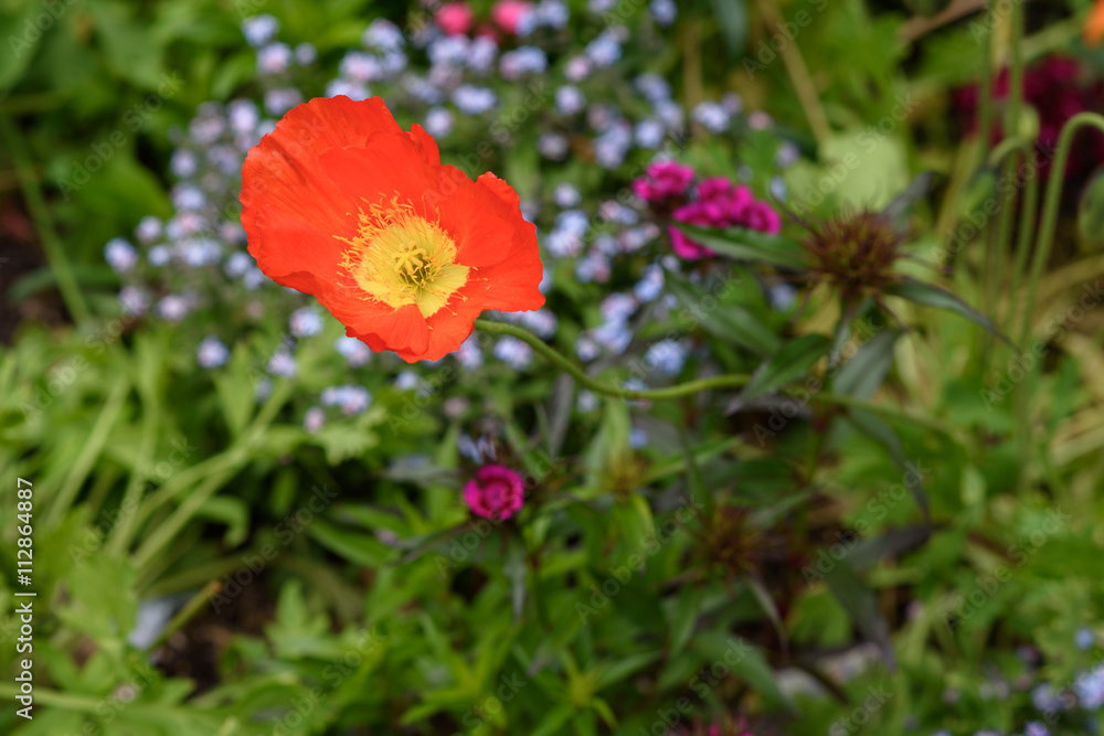 Poppy flower Poppy flower