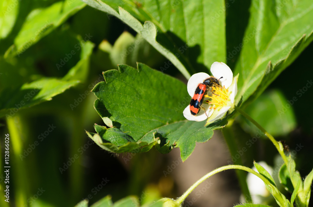 small bug sits on a strawberry flower small bug sits on a strawberry flower