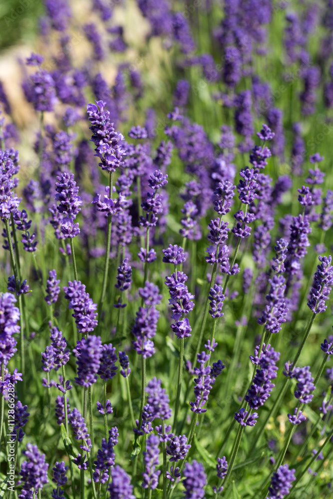 Naklejka premium Gardens with the flourishing lavender