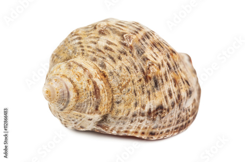 sea shell on white