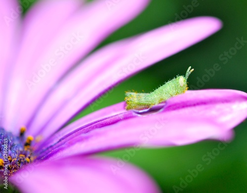 Baby grasshopper pictured just after pollinating a flower
