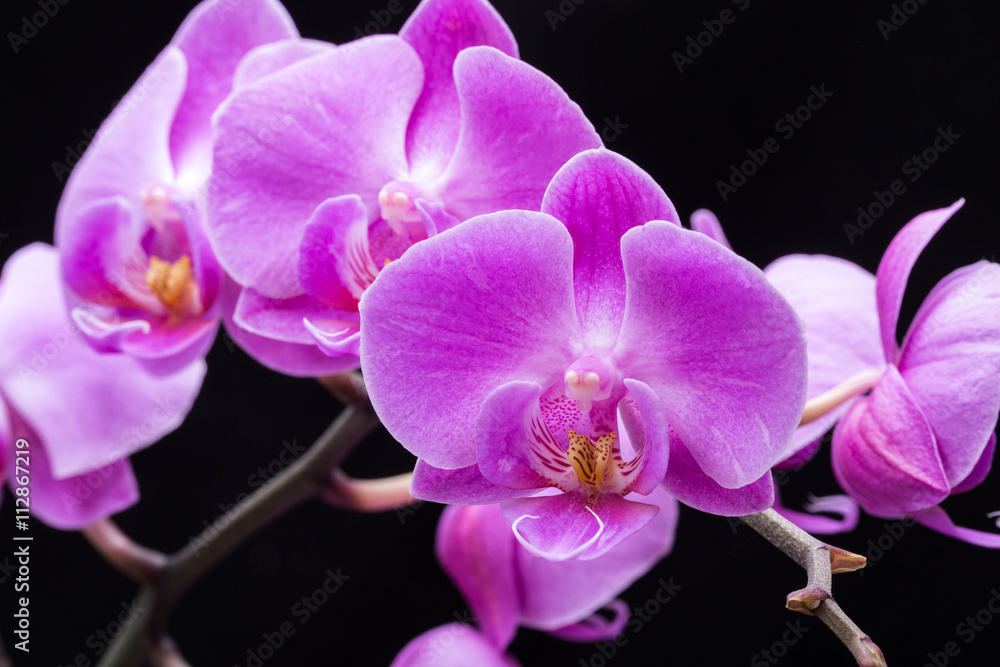 Pink streaked orchid flower, isolated on black background