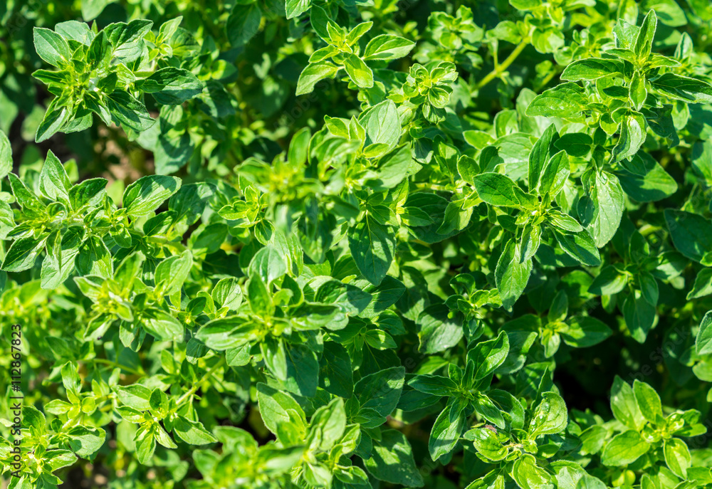 Obraz premium Gartenkräuter Pfefferminze