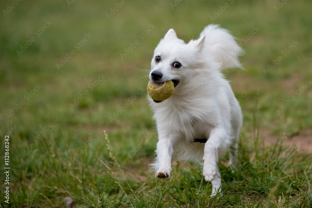 Mini Spitz looking up with a joyful expression Mini Spitz looking up with a joyful expression