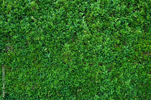 Green leaves as a hedge