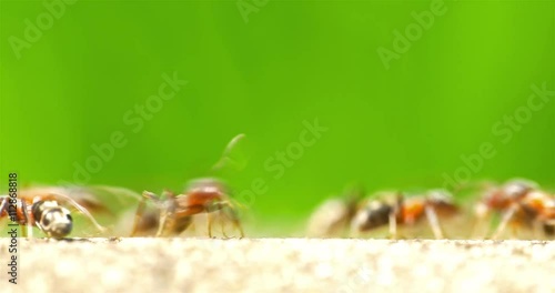 Ants Marching On Forest Path