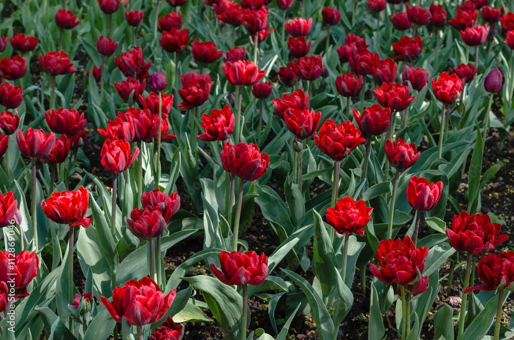Obraz premium Flowerbed of red and pink tulips
