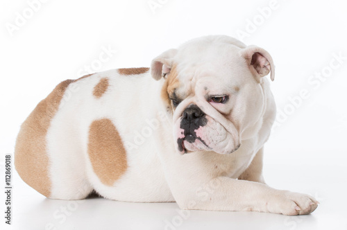 english bulldog female