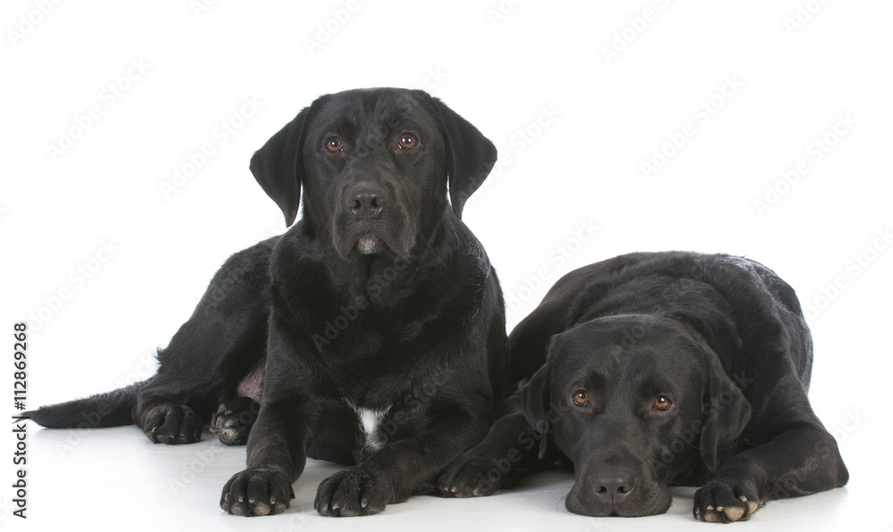 Fototapeta premium two black labrador retrievers