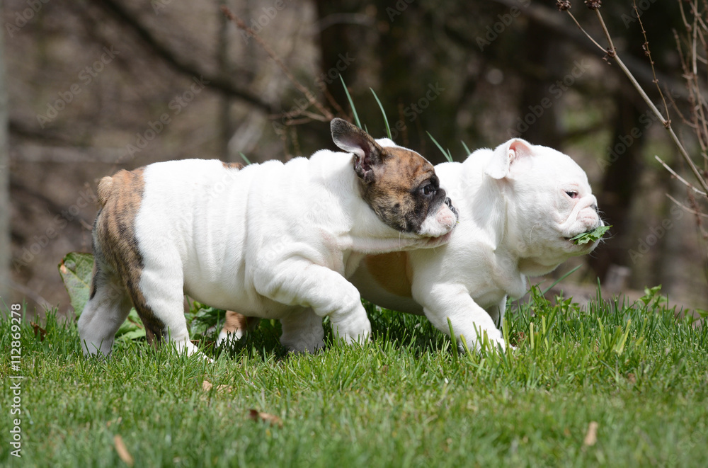 two puppies playing outside