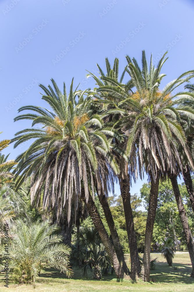 Palm trees against of blue sky Palm trees against of blue sky