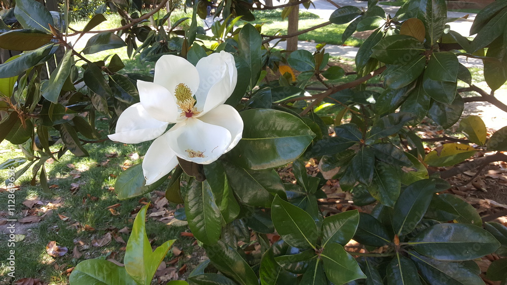 Naklejka premium Magnolia bloom on tree - Vanderbilt University area