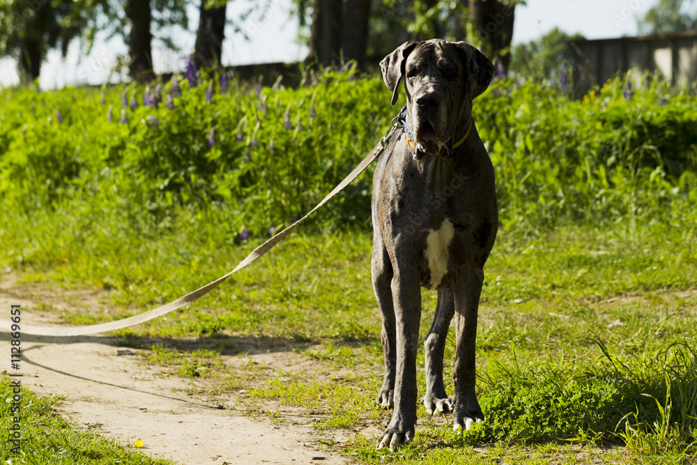 Dog breed German dog for a walk