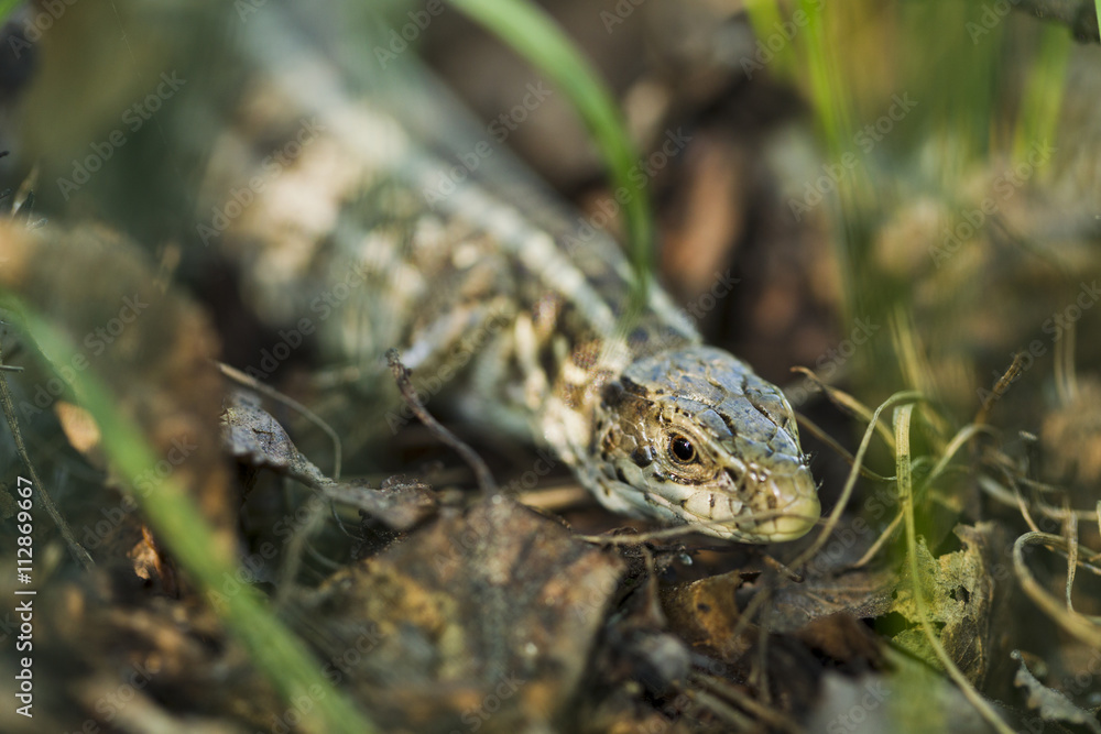 Forest lizard hidden in the grass Forest lizard hidden in the grass