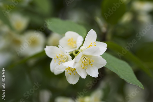 White jasmine flowers