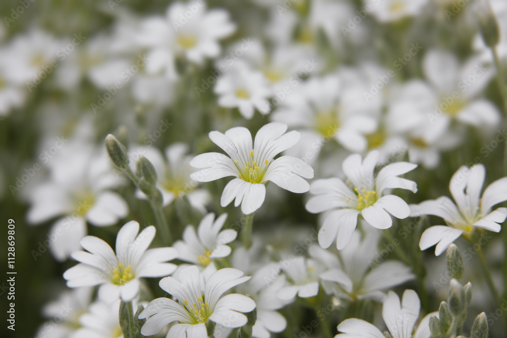 snow white flower snow white flower