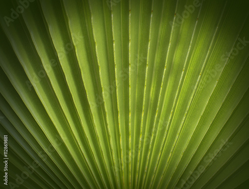 Fan Palm foliage