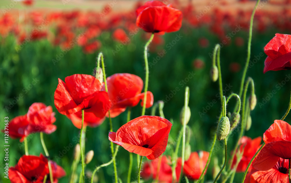 meadow with beautiful  red poppy flowers