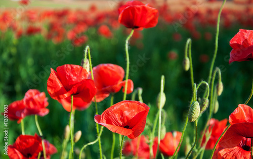 meadow with beautiful  red poppy flowers