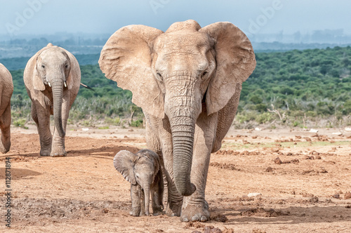 Elephant calf walking next to its mother © dpreezg