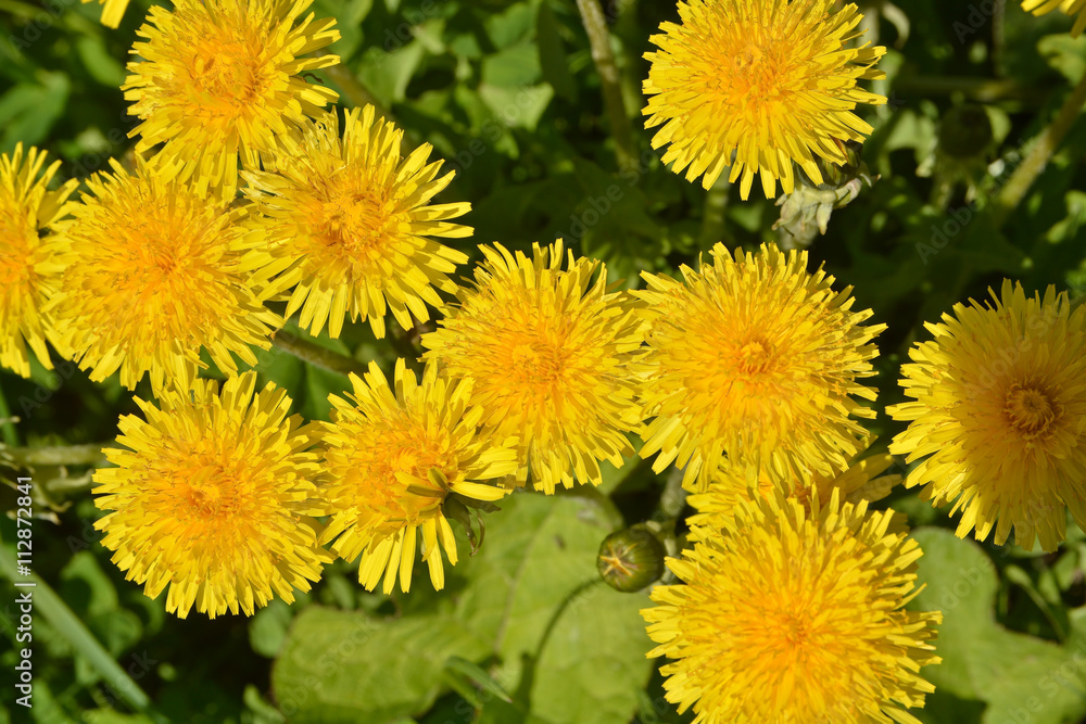 Spring yellow dandelions. Spring yellow dandelions.