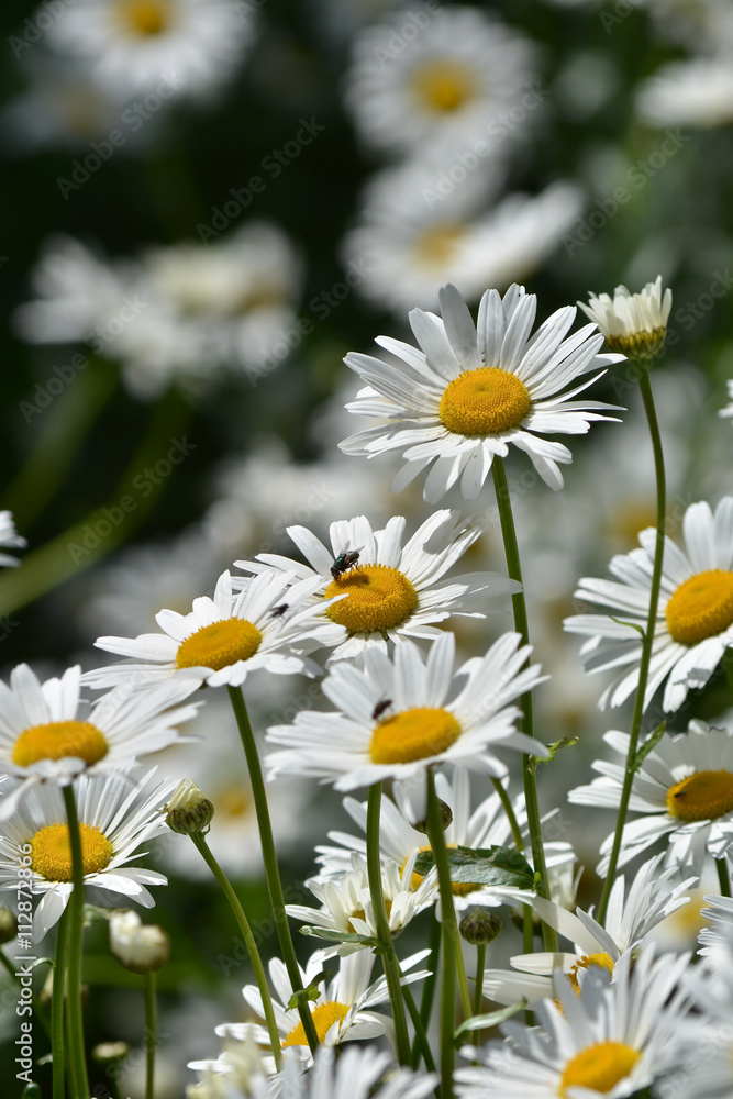 Fototapeta premium Daisies in a summer meadow.