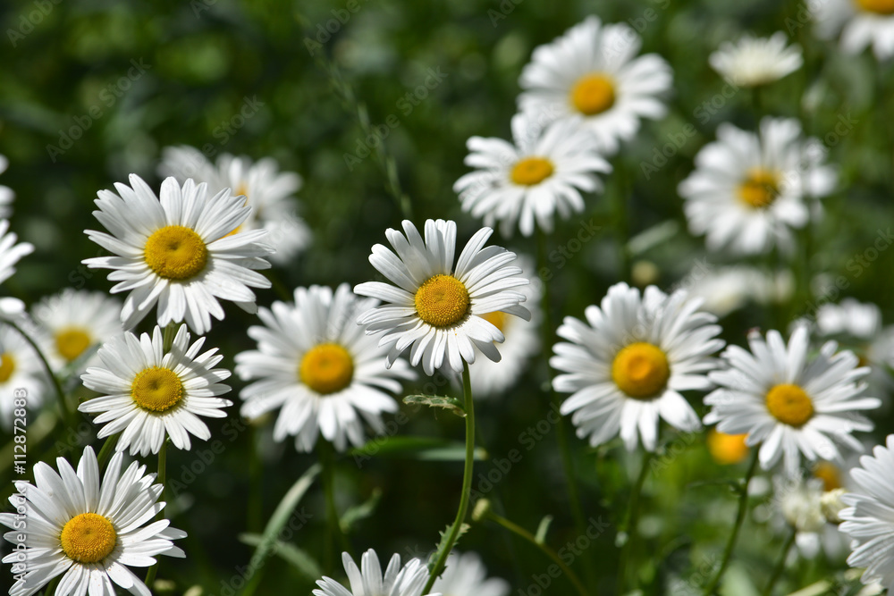 Daisies in a summer meadow. Daisies in a summer meadow.