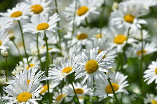 Background of blooming daisies.