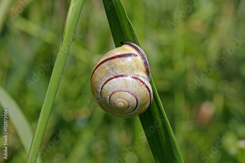 chiocciola a riposo (Cepaea nemoralis) photo