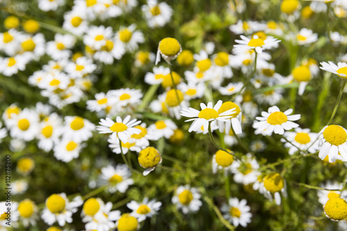 Camomile herb in nature