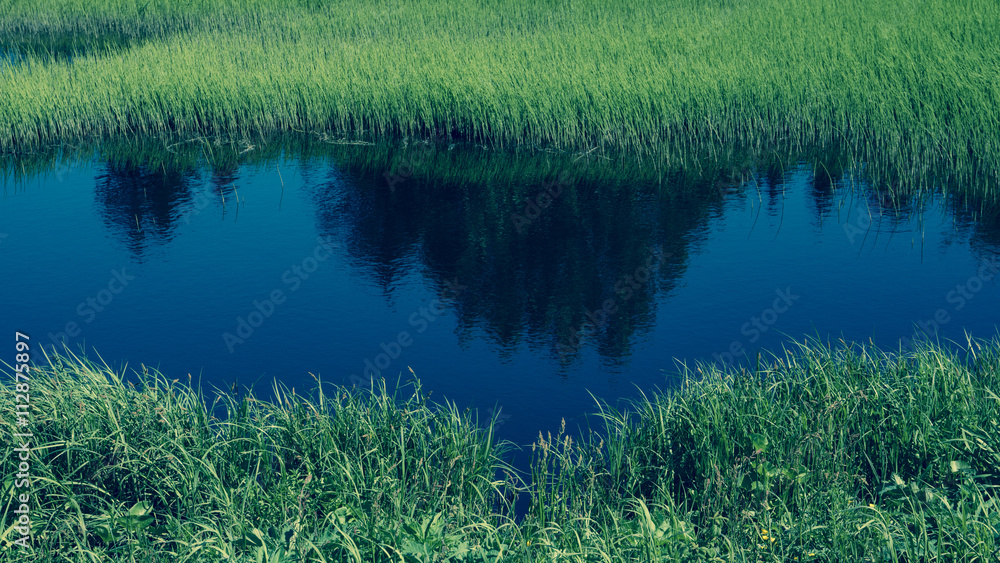 Obraz premium Wetland with grass