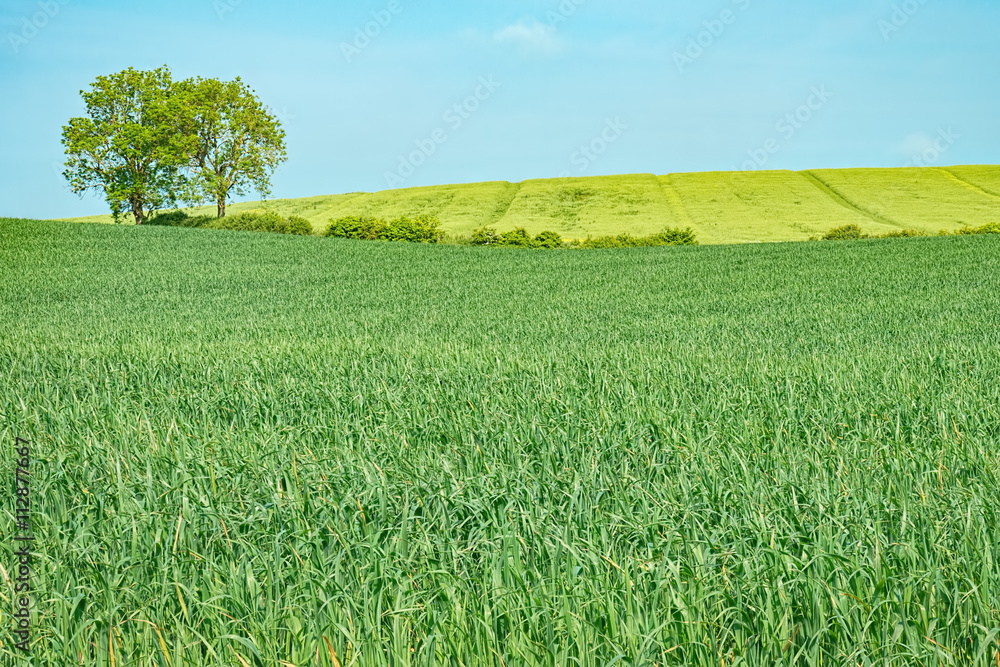 Tree in a green meadow in spring time