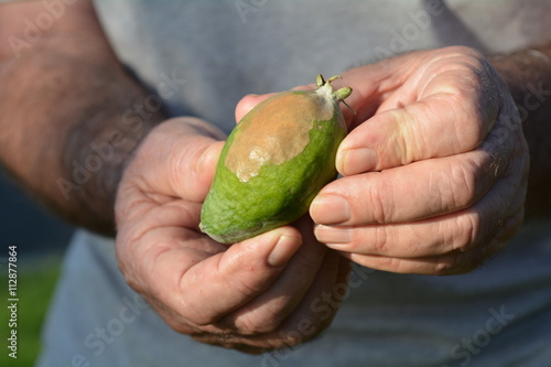 Elderly man hands hold a Feijoa infected by blossom-end rot