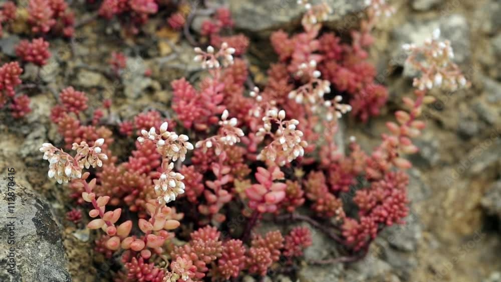 Sedum brevifolium (Stonecrop) white wild flowers in nature Sedum brevifolium (Stonecrop) white wild flowers in nature