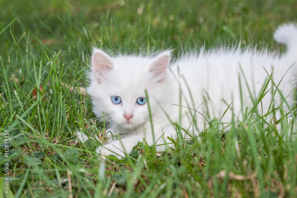 Playful kitten in the grass.