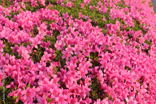 Wallpaper Mural サツキ Torontodigital.ca