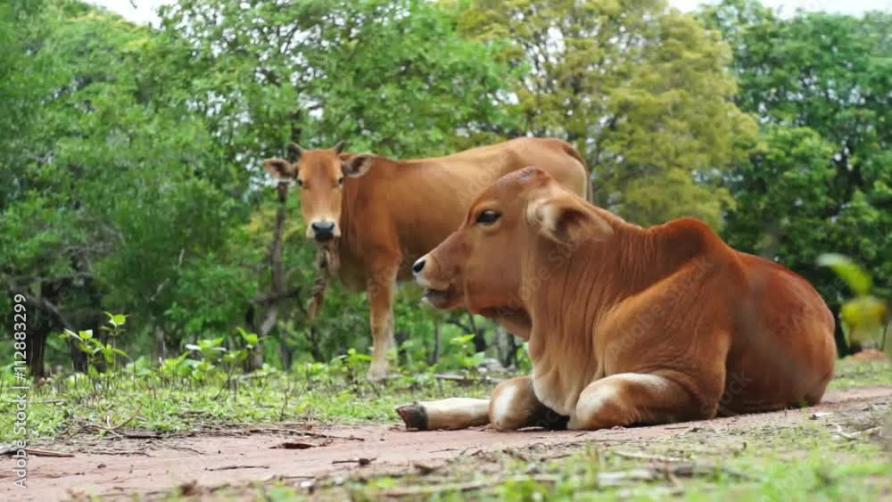 Young brown calf lying and mother standing on meadow, chewing grass Young brown calf lying and mother standing on meadow, chewing grass