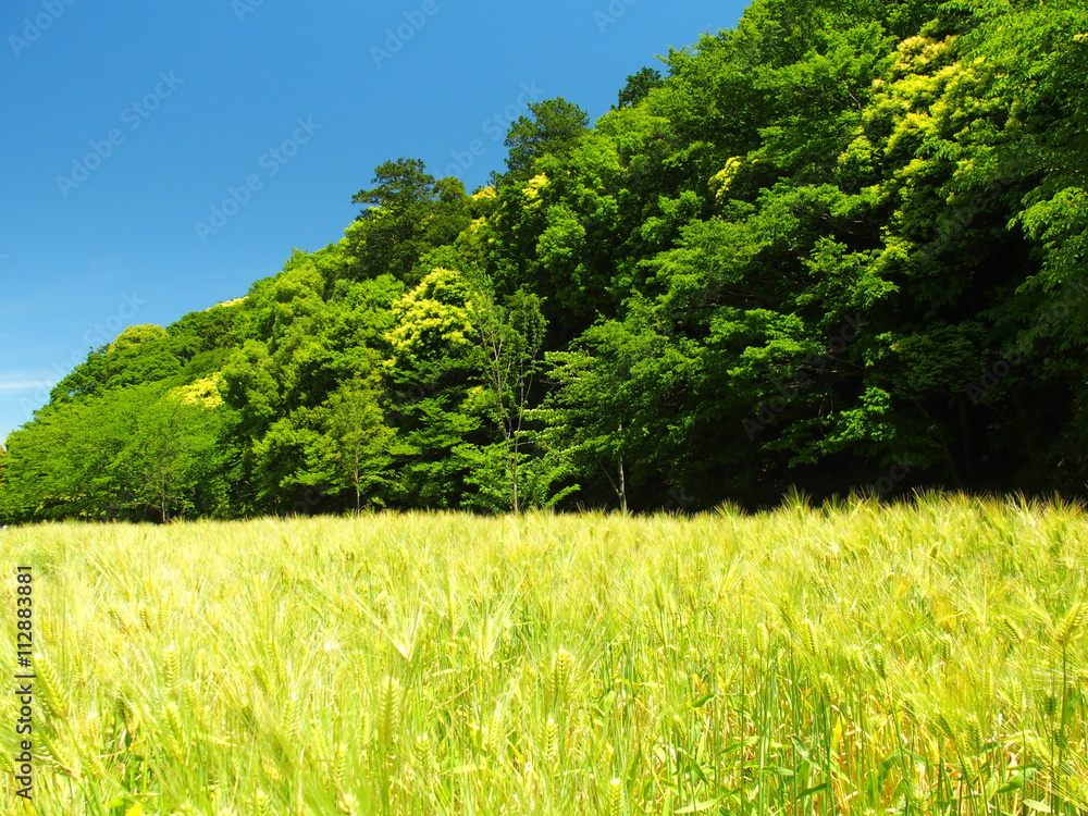 Fototapeta premium 麦秋の里山風景