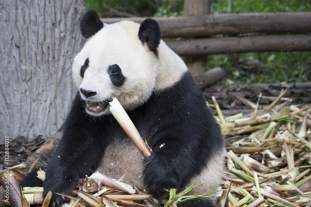 Fototapeta premium Giant panda bear in Chengdu, China