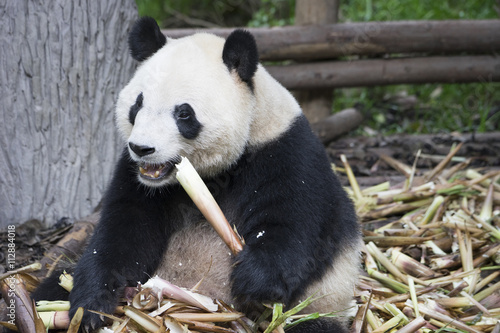 Fototapeta Naklejka Na Ścianę i Meble -  Giant panda bear in Chengdu, China