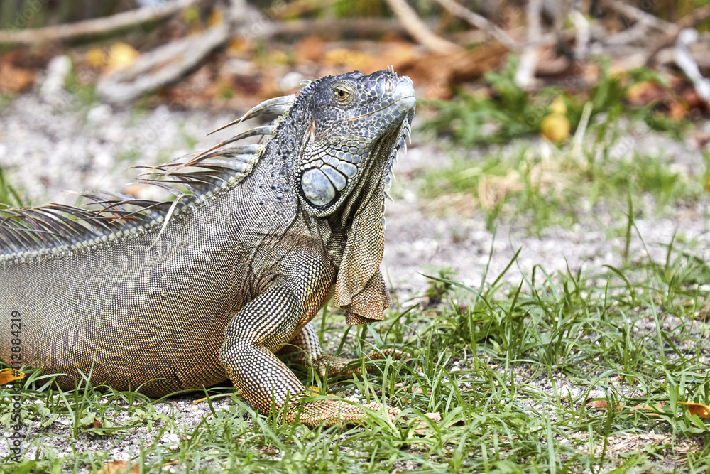 Iguana enjoying the Miami heat